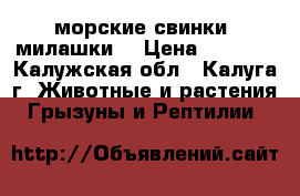 морские свинки (милашки) › Цена ­ 1 000 - Калужская обл., Калуга г. Животные и растения » Грызуны и Рептилии   